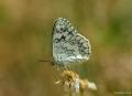 Melanargia russiae (Uygurmelikesi)